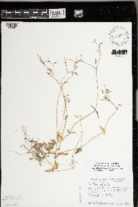 Cerastium fontanum image