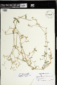 Cerastium fontanum image