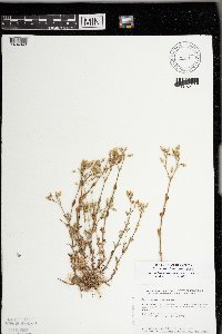 Cerastium fontanum image
