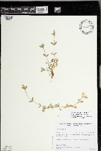 Cerastium fontanum image