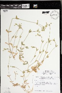 Cerastium fontanum image
