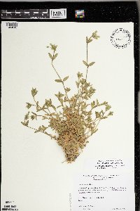 Cerastium fontanum image