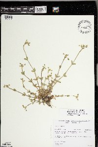 Cerastium fontanum image