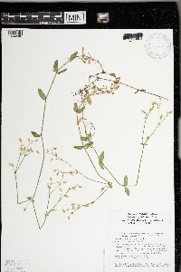 Cerastium fontanum image