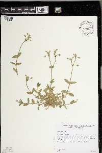 Cerastium fontanum image