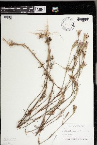 Dianthus armeria image