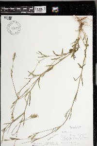 Dianthus armeria image