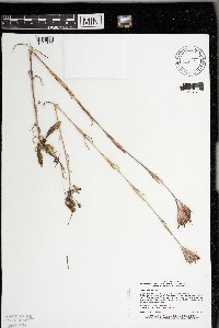 Dianthus armeria image