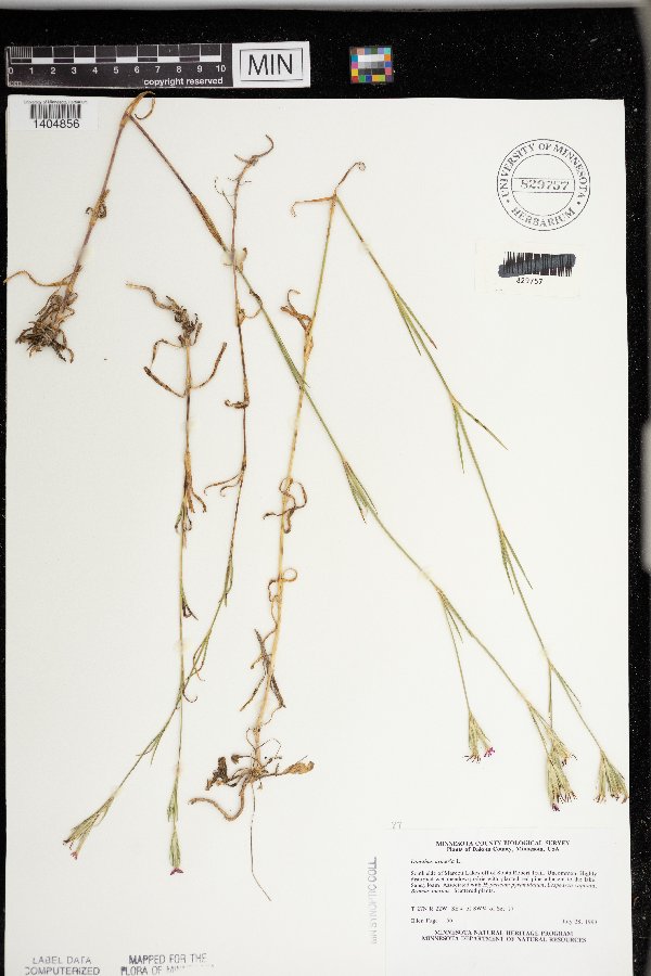 Dianthus armeria image
