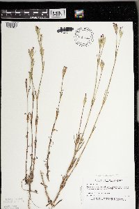 Dianthus armeria image