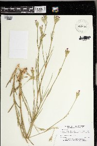 Dianthus armeria image