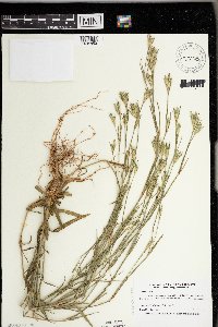 Dianthus armeria image