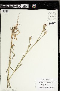 Dianthus armeria image