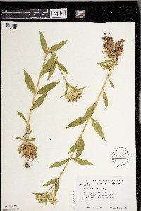 Dianthus barbatus image