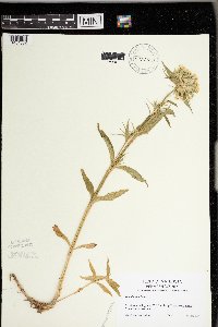 Dianthus barbatus image