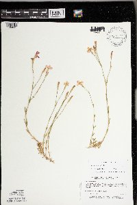 Dianthus deltoides image