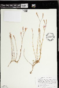 Dianthus deltoides image
