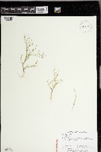 Gypsophila muralis image