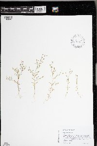 Gypsophila muralis image