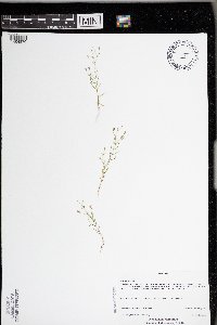 Gypsophila muralis image
