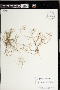 Gypsophila muralis image