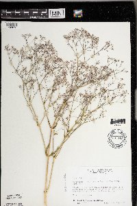 Gypsophila paniculata image