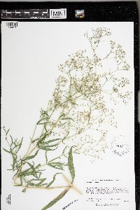 Gypsophila paniculata image