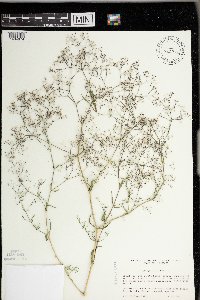 Gypsophila paniculata image