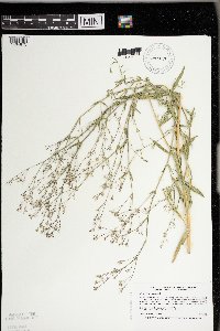 Gypsophila paniculata image