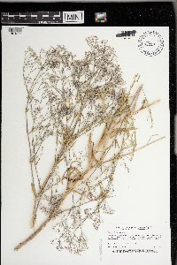 Gypsophila paniculata image