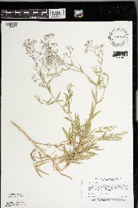 Gypsophila paniculata image