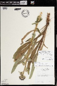 Campanula cervicaria image