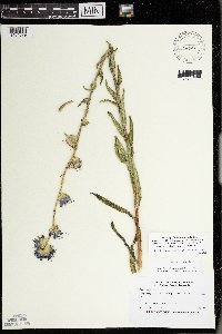 Campanula cervicaria image