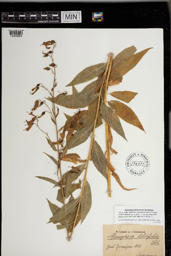 Campanulaceae image
