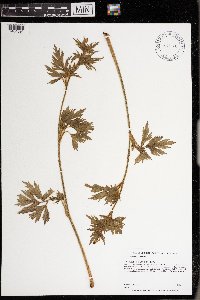 Ranunculus pensylvanicus image