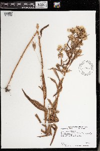 Symphyotrichum puniceum var. puniceum image