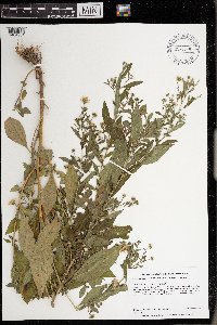 Symphyotrichum ontarionis var. ontarionis image