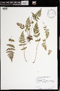 Cystopteris tenuis image