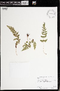 Cystopteris bulbifera image