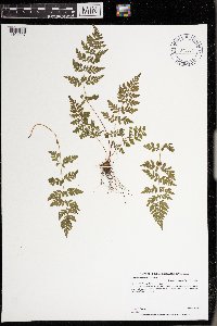 Cystopteris tenuis image