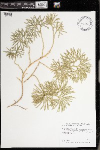 Diphasiastrum digitatum image