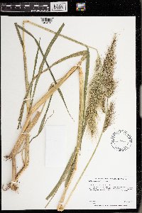 Echinochloa walteri image