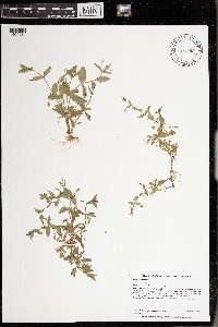 Lindernia dubia image