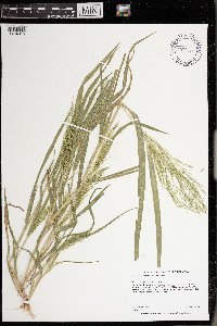 Panicum philadelphicum image