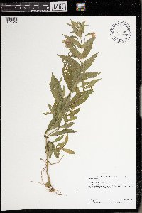 Mimulus ringens image