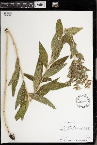 Onosmodium bejariense image