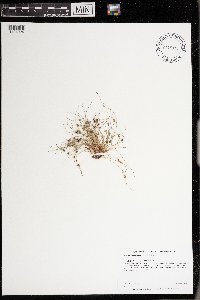 Lipocarpha micrantha image