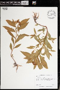Penthorum sedoides image