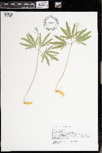 Cardamine concatenata image