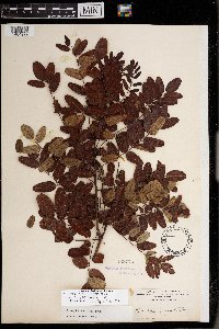 Media resource of Amorpha fruticosa